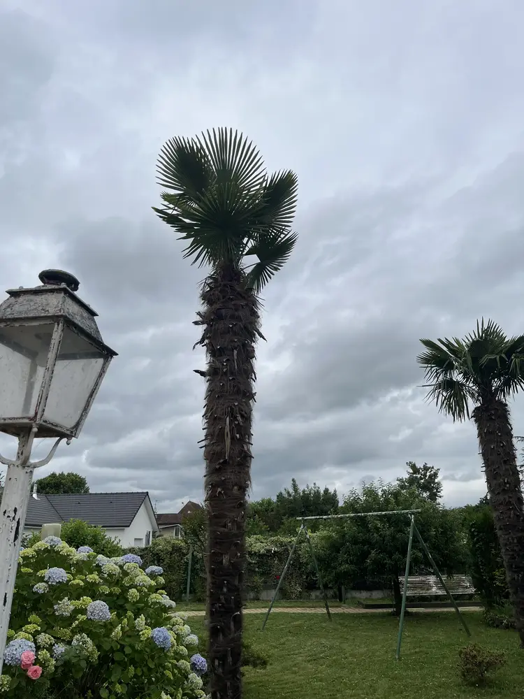Après : palmier taillé et nettoyé