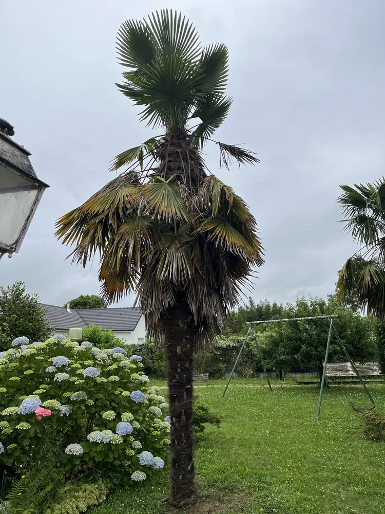 Avant : palmier avec palmes sèches