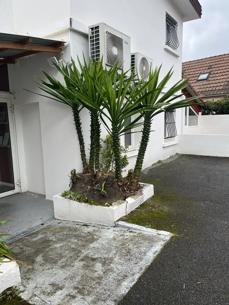 Après : yuccas taillés, troncs dégagés