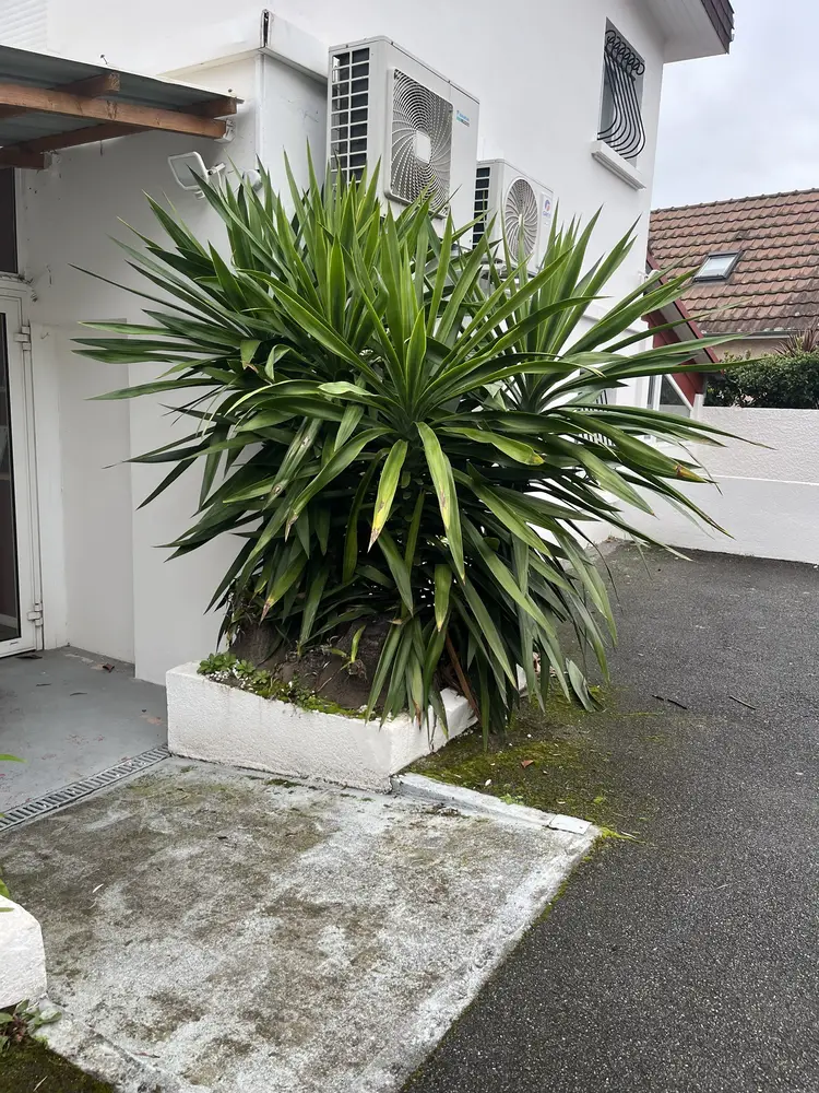 Avant : massif de yuccas touffu